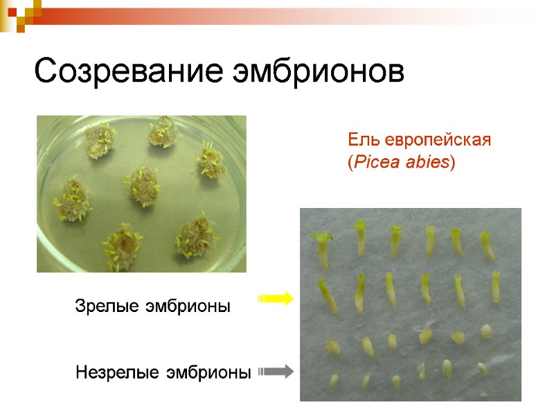 Созревание эмбрионов Ель европейская (Picea abies) Зрелые эмбрионы  Незрелые эмбрионы